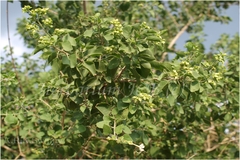 Clerodendrum phlomidis